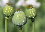 Untreated poppy pods